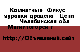 Комнатные -Фикус, мурайки,драцена › Цена ­ 250 - Челябинская обл., Магнитогорск г.  »    